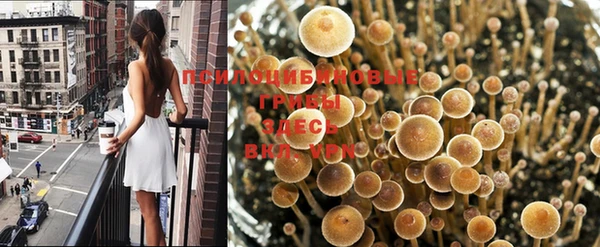PSILOCYBIN Беломорск